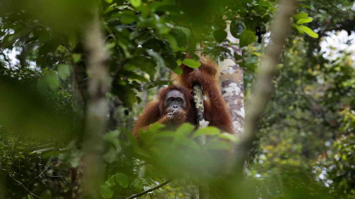 oragnutan-older-female-tree