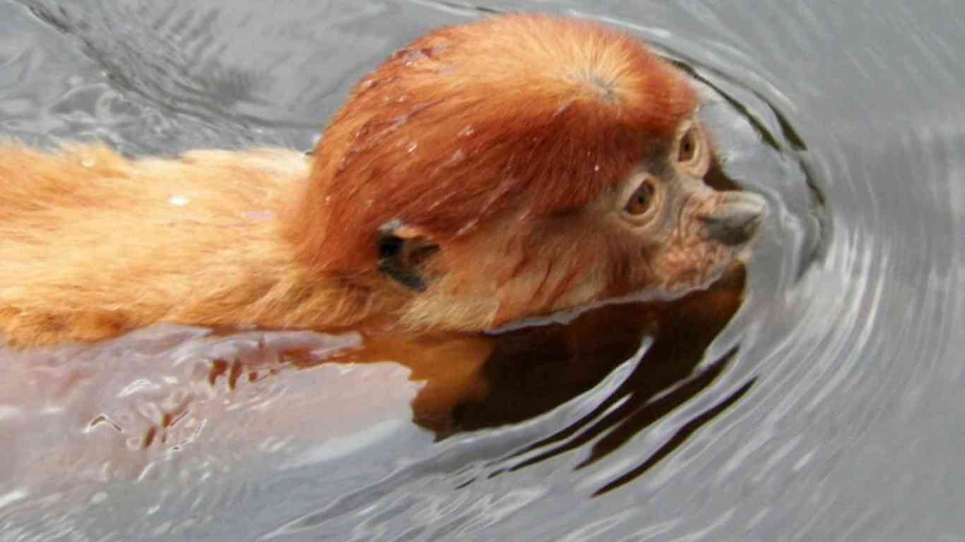 proboscis-monkey-swimming